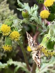 Enchoria lacteata