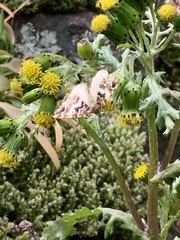 Enchoria lacteata