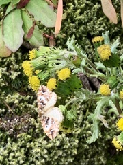 Enchoria lacteata