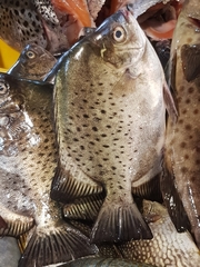 Scatophagus