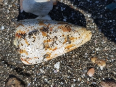 Conus caracteristicus