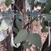 Eucalyptus fibrosa nubilis - Photo (c) Martin Bennett, some rights reserved (CC BY-NC), uploaded by Martin Bennett