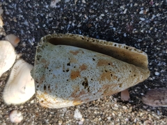 Conus caracteristicus