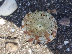 Conus caracteristicus