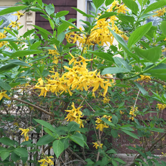 Forsythia × intermedia