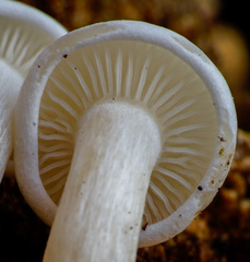 Clitocybe truncicola
