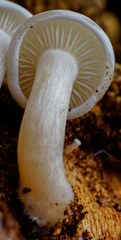 Clitocybe truncicola