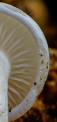 Clitocybe truncicola