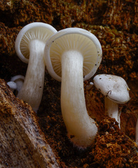 Clitocybe truncicola