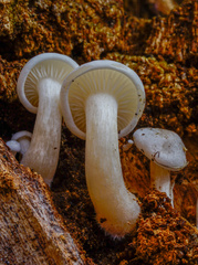 Clitocybe truncicola