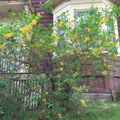 Forsythia × intermedia