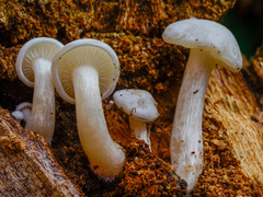 Clitocybe truncicola