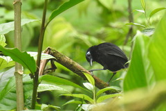 Hafferia zeledoni