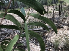 Acacia crassa