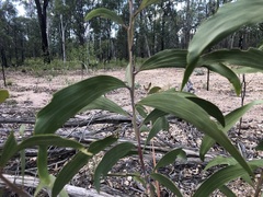 Acacia crassa