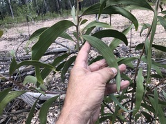 Acacia crassa