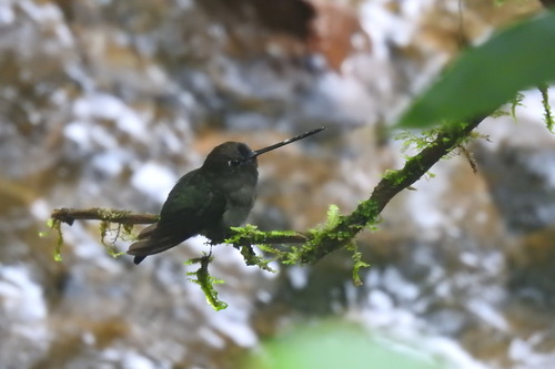 Green-fronted Lancebill