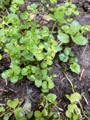 Chrysosplenium glechomifolium