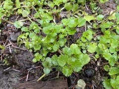 Chrysosplenium glechomifolium