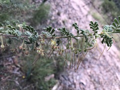 Dodonaea boroniifolia