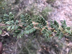 Dodonaea boroniifolia
