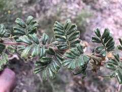 Dodonaea boroniifolia