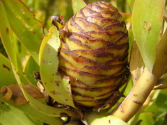Leucadendron microcephalum
