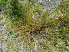 Dracophyllum acerosum