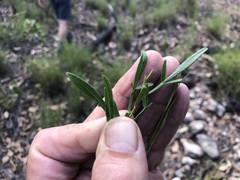 Dodonaea heteromorpha