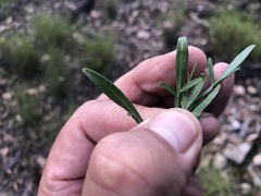 Dodonaea heteromorpha
