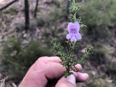 Prostanthera cryptandroides euphrasioides