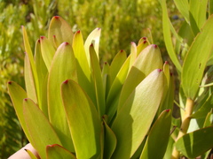 Leucadendron microcephalum