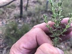 Prostanthera cryptandroides euphrasioides