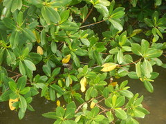 Nerodia clarkii compressicauda