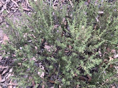 Prostanthera cryptandroides euphrasioides