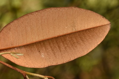 Chrysophyllum oliviforme image