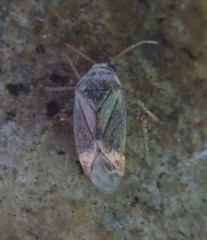 Sthenarus rotermundi