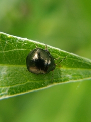 Coptosoma scutellatum