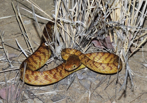 Brown Tree Snake sighting