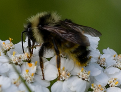 Bombus insularis