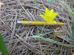 Calochortus monophyllus