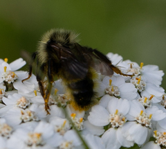 Bombus insularis