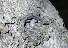Gehyra catenata