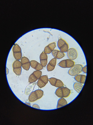 periwinkle rust