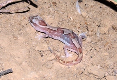 Lucasium steindachneri