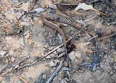 Proablepharus tenuis