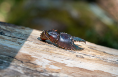 Euastacus woiwuru