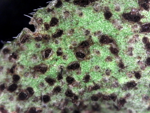 periwinkle rust
