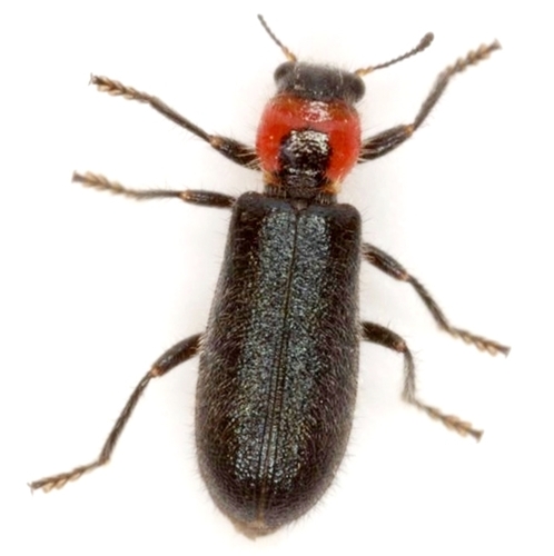 Placopterus