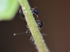 Aphis hederae